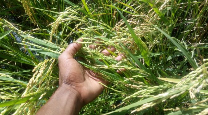 Autres photos de la rizière