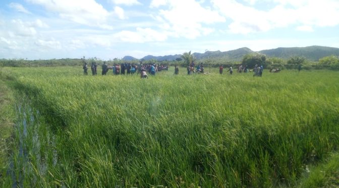 Petite vidéo de la rizière